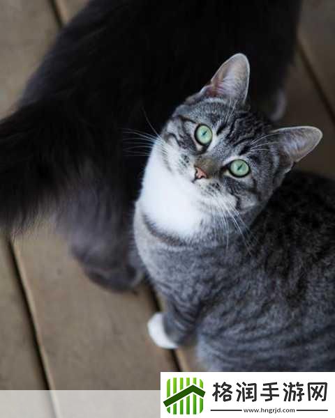 hennessy女rapper超清晰色彩度Hennessy女Rapper