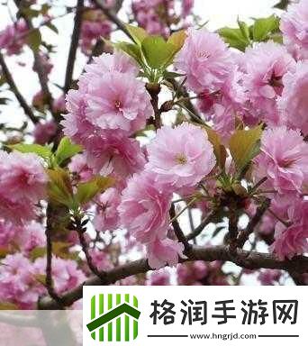 粉色视频免费高清观看3受欢迎程度非常高