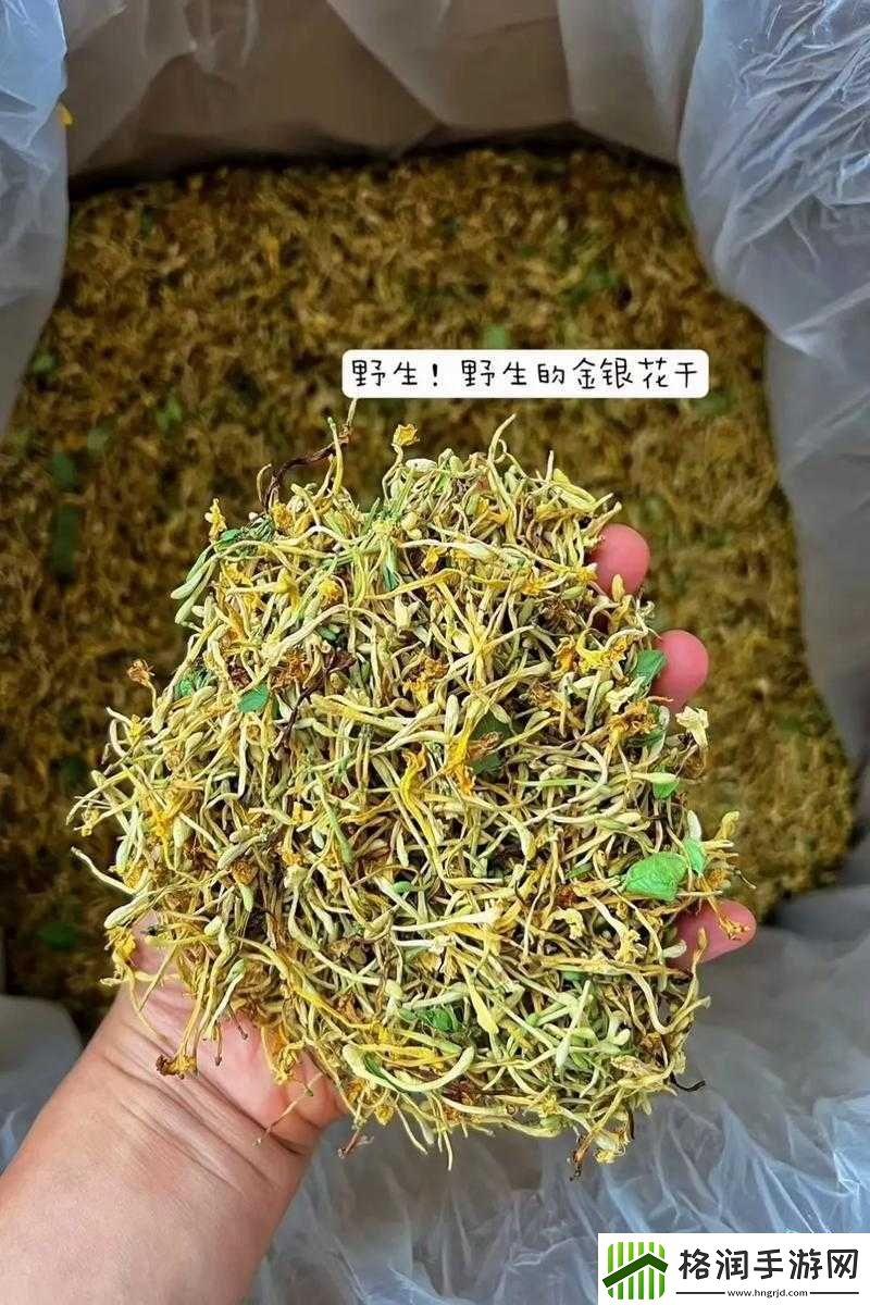 父爱难消金银花