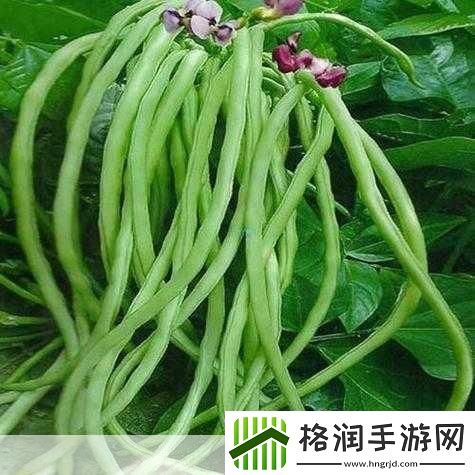 草莓丝瓜黄瓜向日葵榴莲