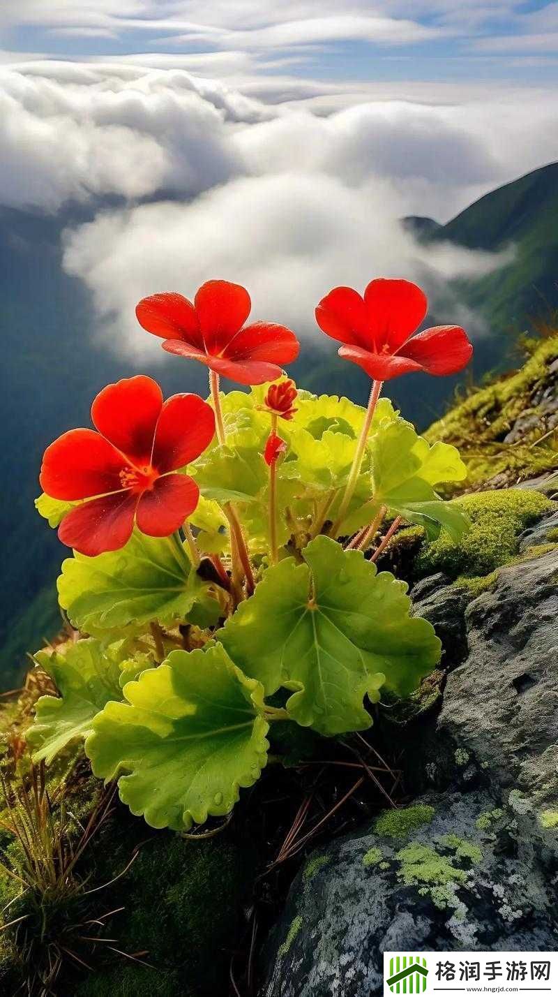 野花高清完整版在线观看免费