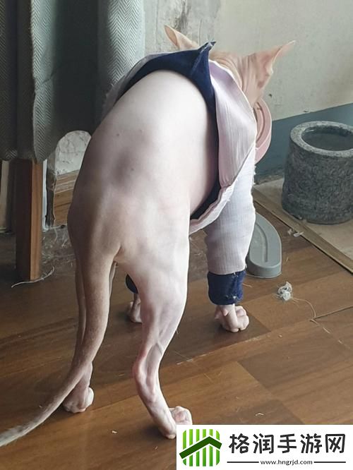 大白屁HDHOOOPORND