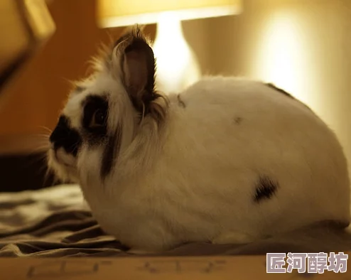 不要碰我的小白兔