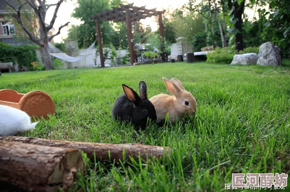 不要碰我的小白兔