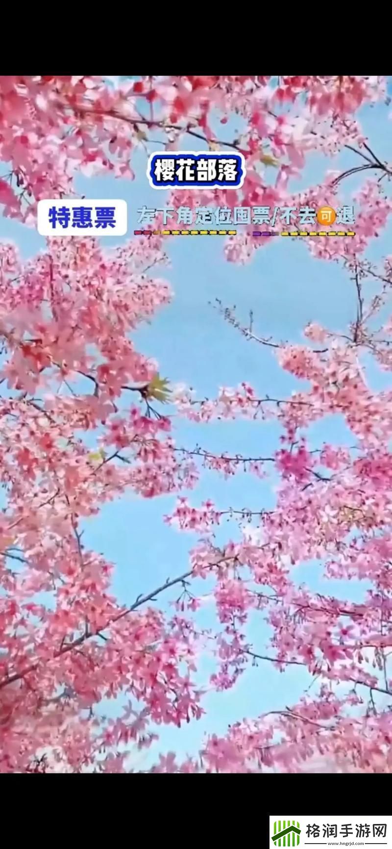 樱花官方官入口页