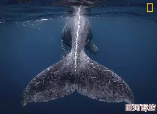 特写高潮汇编HD