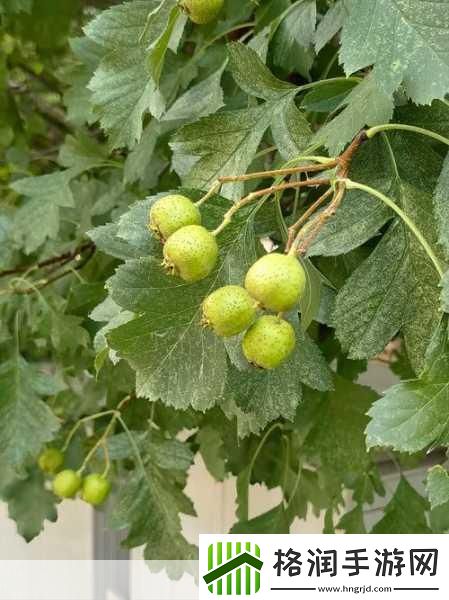 妄想山海柠檬树秘境指南