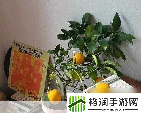 妄想山海柠檬树秘境指南