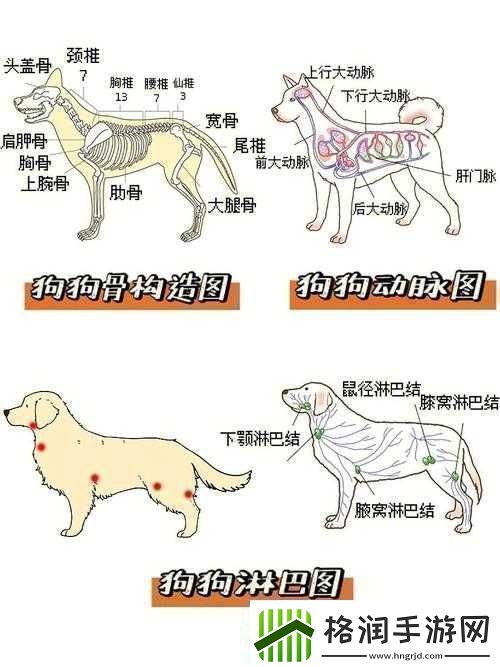 狗卡住身体部位怎么办