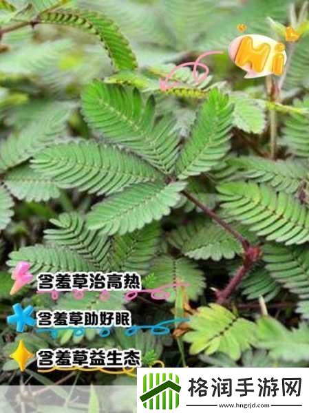 含羞草、四叶草、三叶草