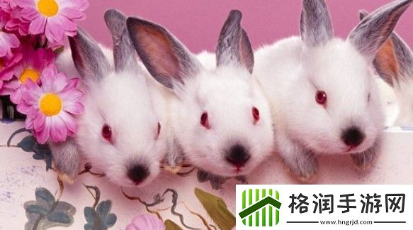 白兔的眼睛为什么是红色