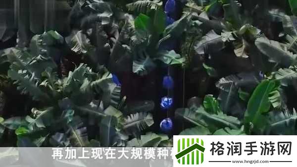 天堂1香蕉汁加多少血