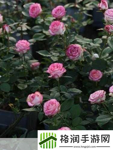 绿巨人樱桃荔枝青青草的功效