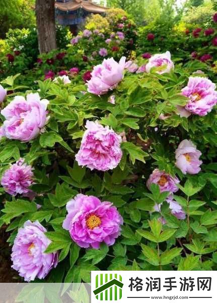 国色天香图册春意盎然