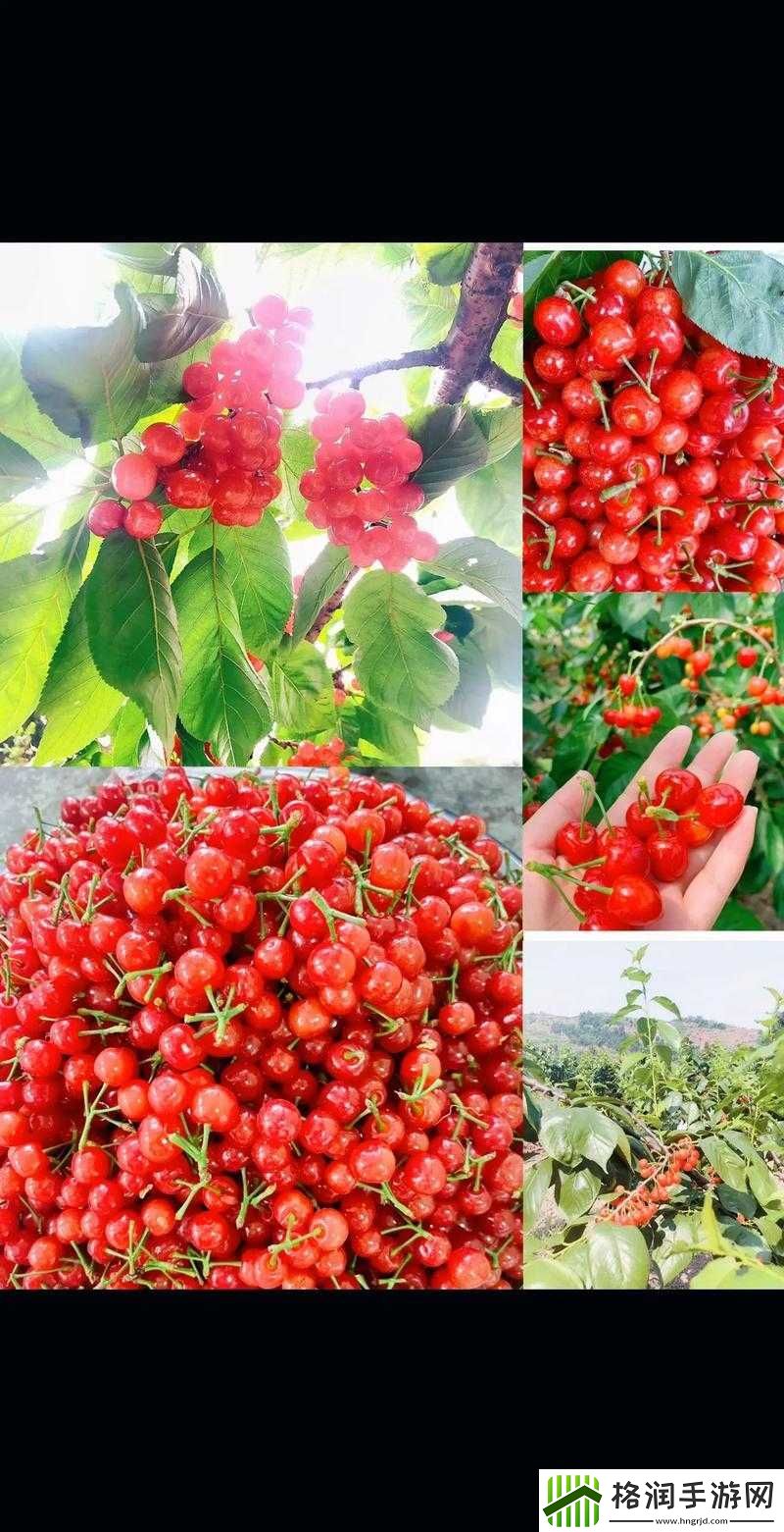 樱桃视频免费在线观看