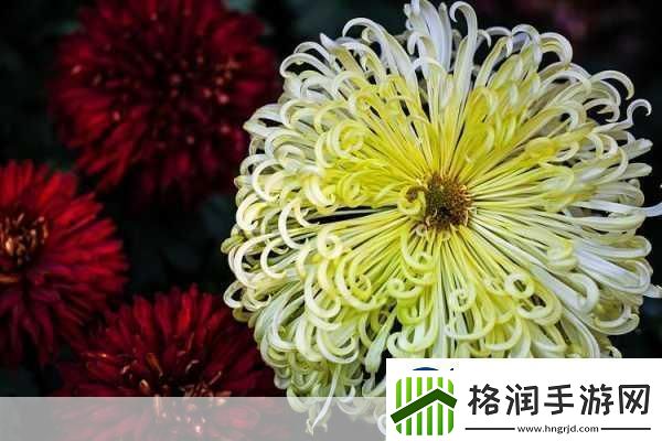 后面菊花开过和没开过的区别1.＂菊花盛开与凋谢