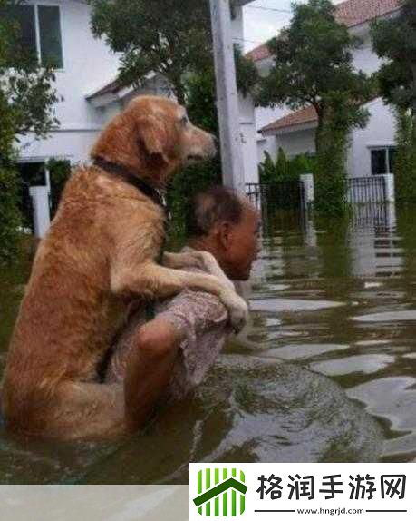 人物动物互动高清视频素材