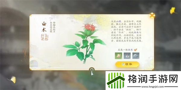 射雕手游白术收集方法