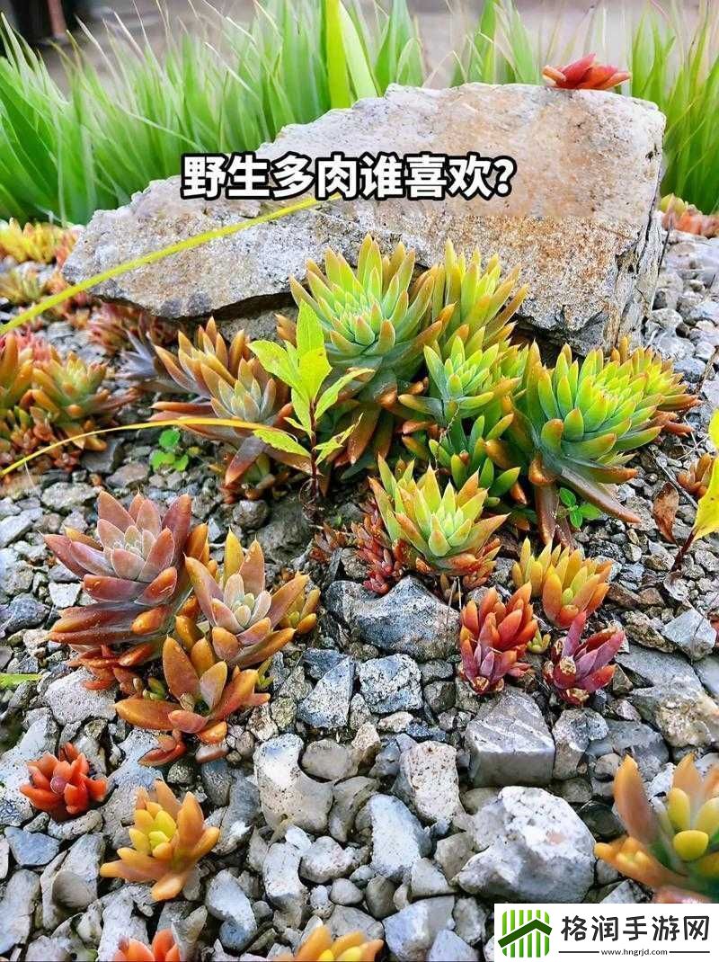 整篇都是车的多肉