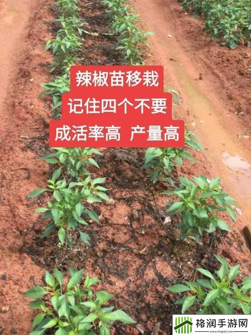 解密义军超市门