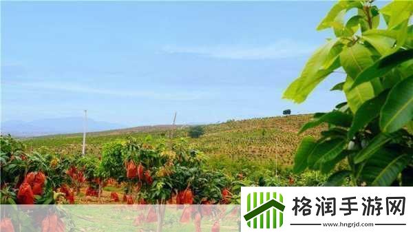 国产四线区芒果