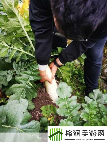 后挤牛奶拔萝卜怎么拔