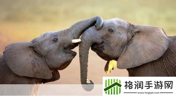 满18点此安全转入2023大象