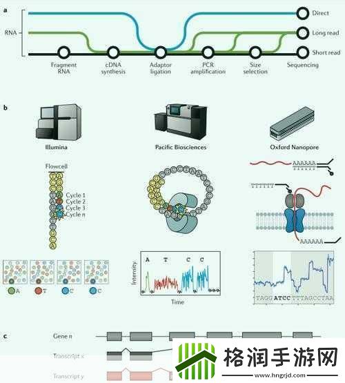 rna与cdna杂交RNA与cDNA杂交技术在基因研究中的应用