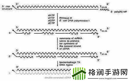 rna与cdna杂交RNA与cDNA杂交技术在基因研究中的应用
