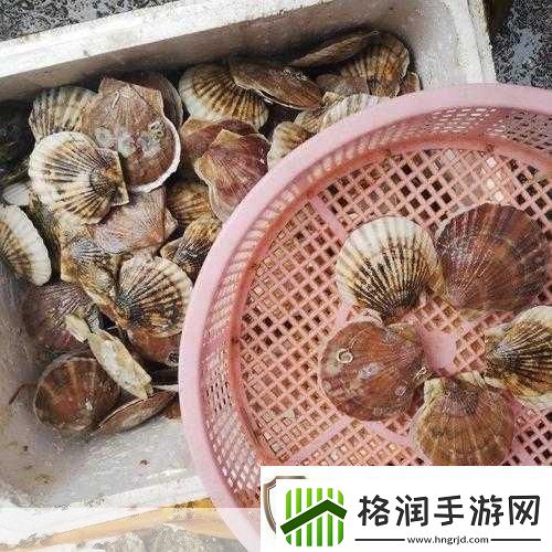 腿再打开一点就能吃到扇贝了图片