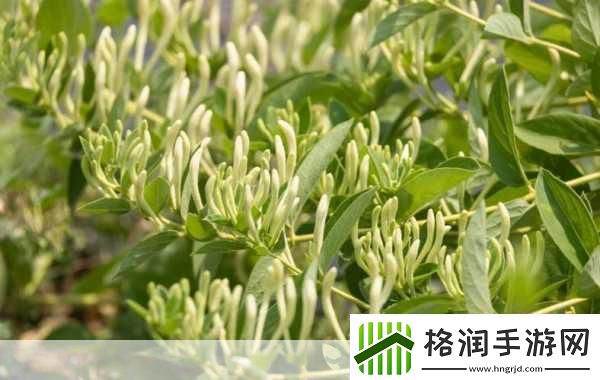 极致沉迷TXL金银花