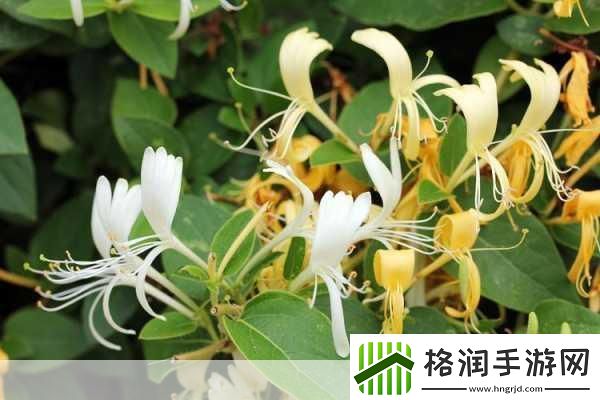 极致沉迷TXL金银花