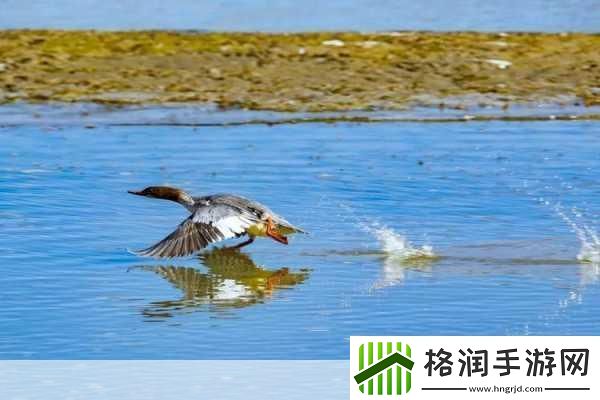 大地资源免费视频观看