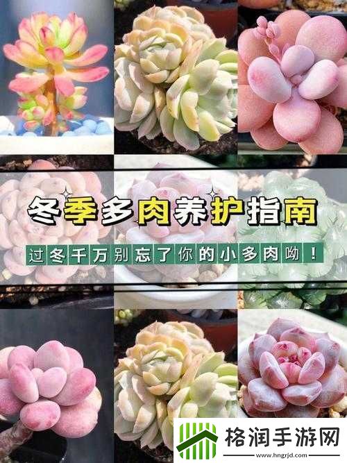 皇家共享小公主多肉养护方法