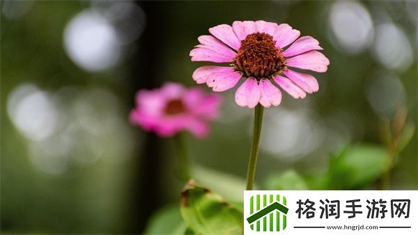 蜜丝婷大草莓和小草莓对比