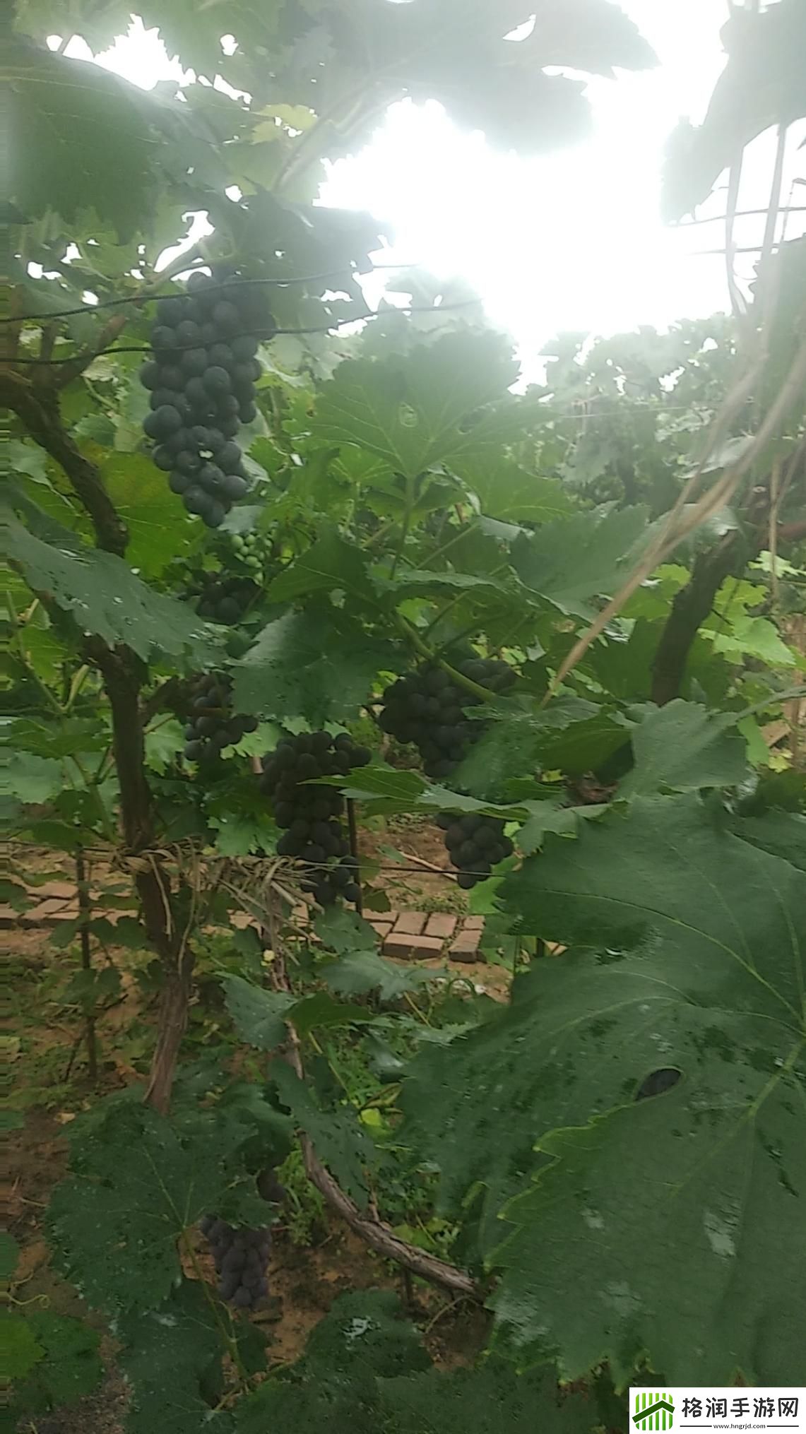 “性别控”葡萄成熟时