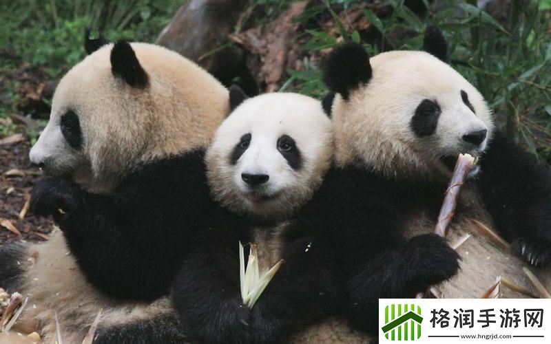 “滚滚”和“花花”的智商大挑战