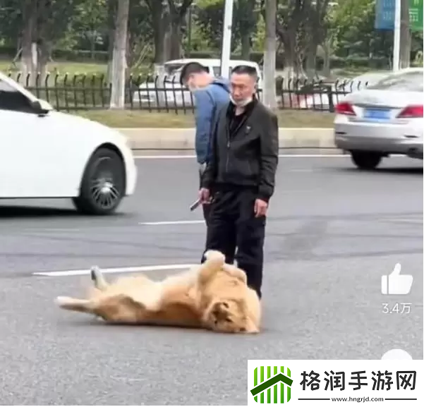 站岗小狗什么梗