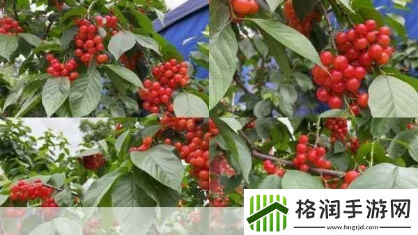 樱桃视频大全免费高清版观看