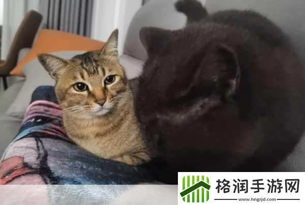 糖心短视频VLOG柚子猫视频1.猫咪的奇妙日常