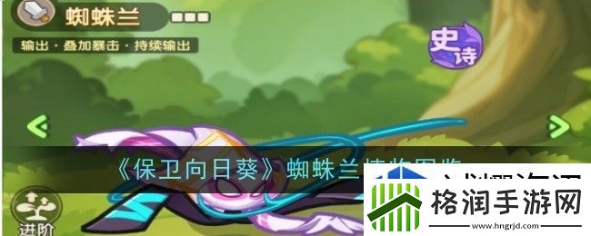 保卫向日葵蜘蛛兰植物图怎么样