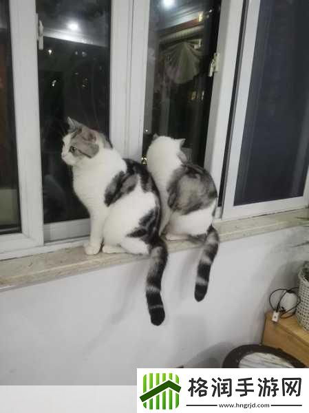 糖心短视频VLOG柚子猫视频1.猫咪的奇妙日常