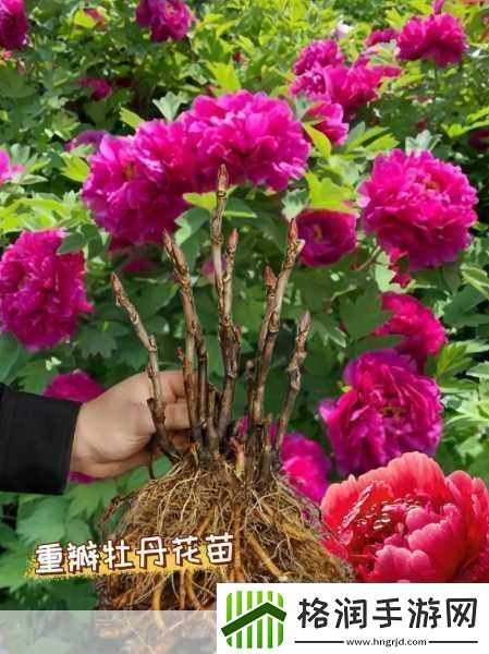 国色天香还是天香国色