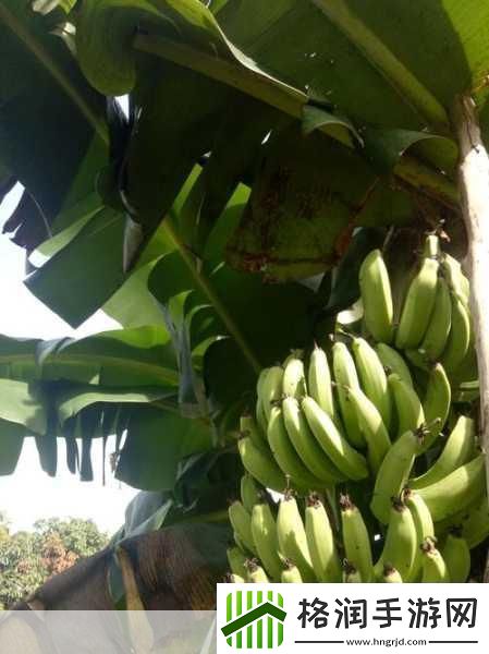 草莓榴莲向日葵秋葵香蕉免费绿巨人1.草莓榴莲的奇妙秋葵之旅