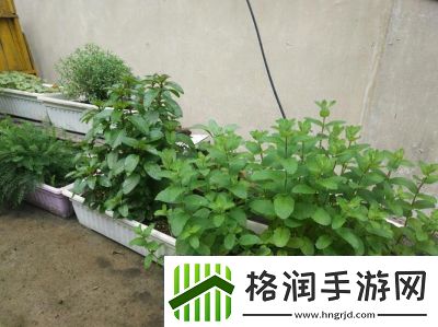 探索温暖香草的秘密所在