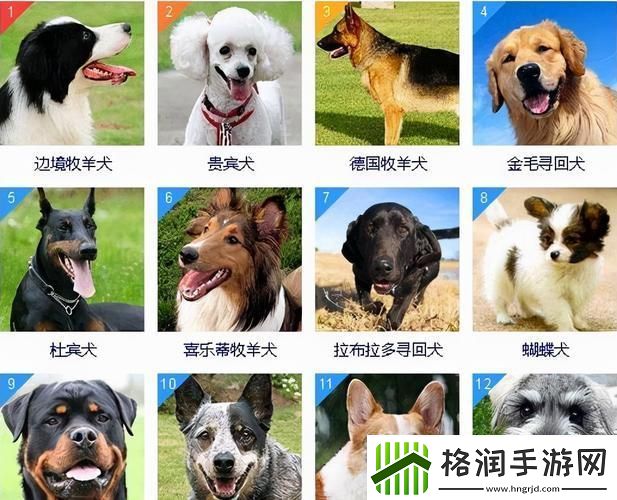 “智犬榜”揭秘