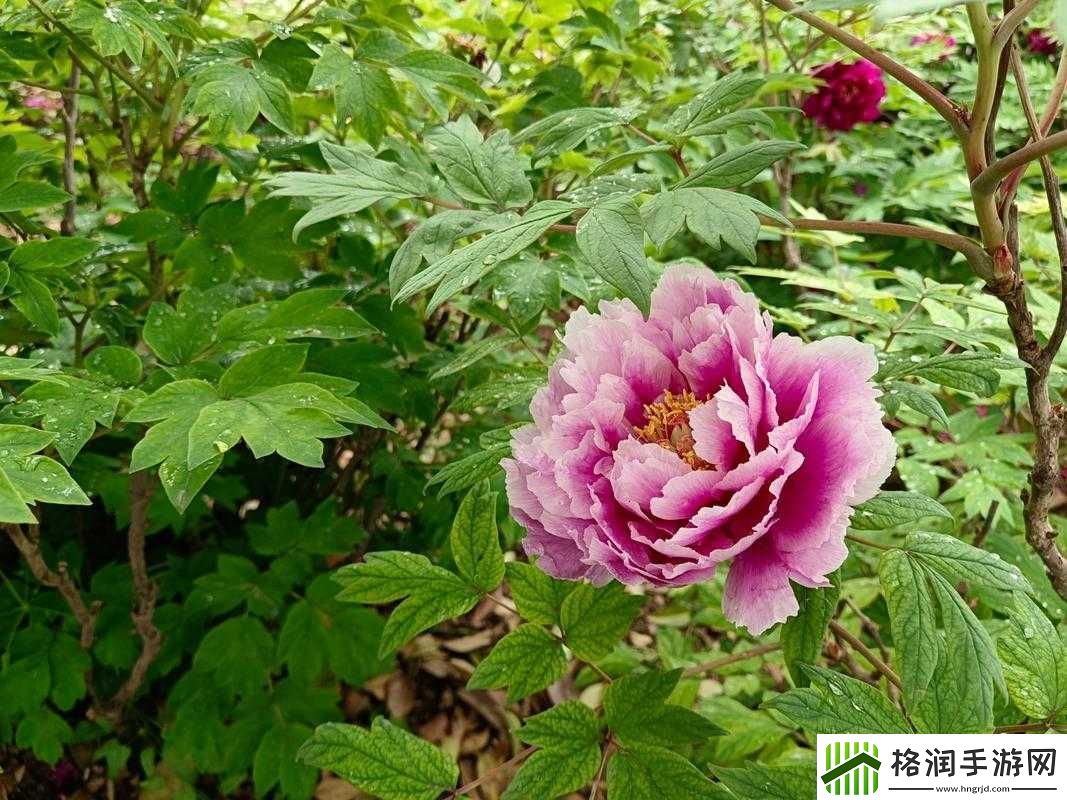 亭亭玉立、国色天香综合症是否等同于**的深入探讨