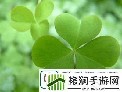 三叶草GW6797新品来袭