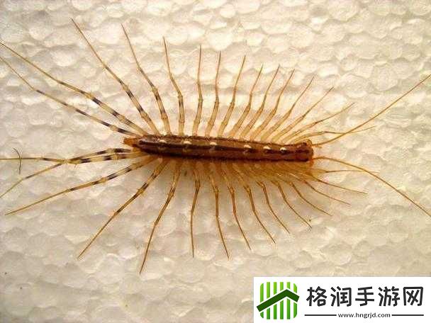 *黑毛逼——令人震惊的独特存在