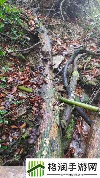 烟雨江湖清风岭探秘